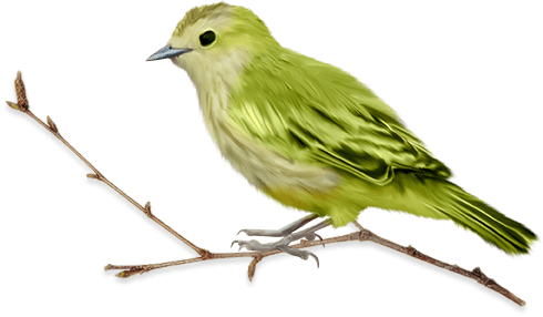 sparrow